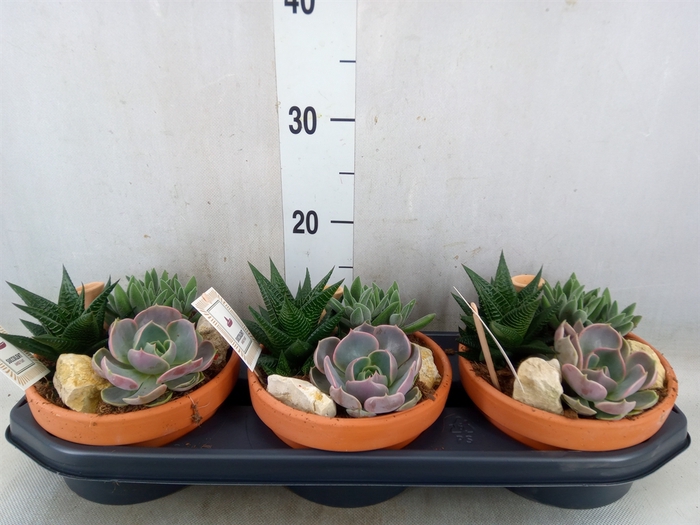<h4>Arr.  Succulents L%</h4>