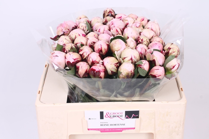 <h4>Paeonia Reine Hortense</h4>