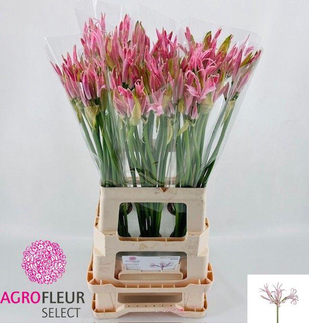 <h4>NE BO VESTA K</h4>