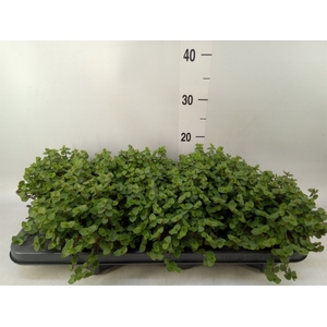 Callisia repens