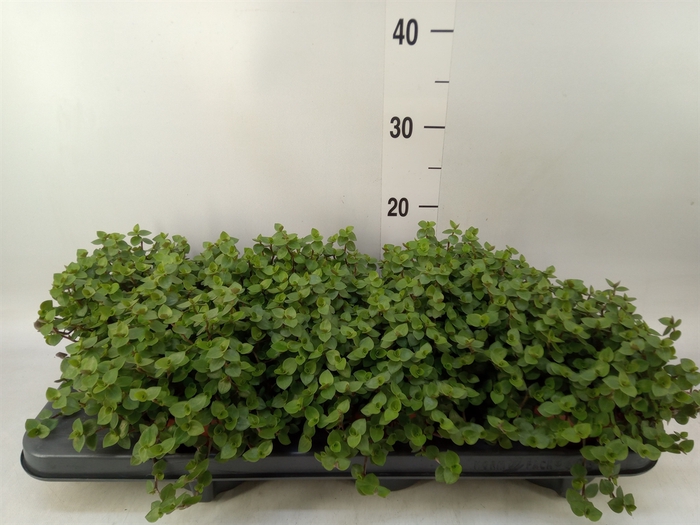 <h4>Callisia repens</h4>