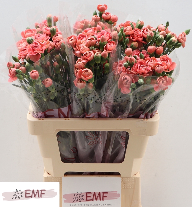 <h4>Di Tr Miss Trendy</h4>