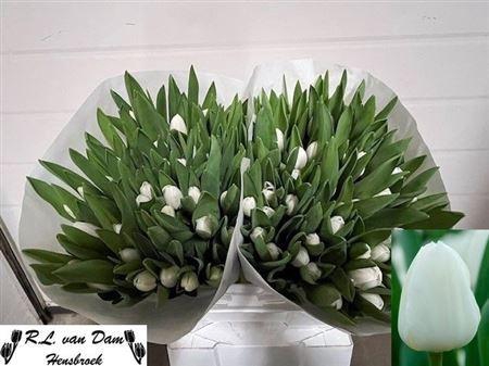 <h4>Tu En Royal Virgin</h4>