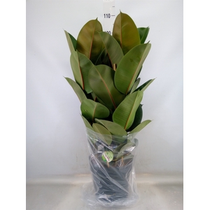Ficus elastica 'Robusta'
