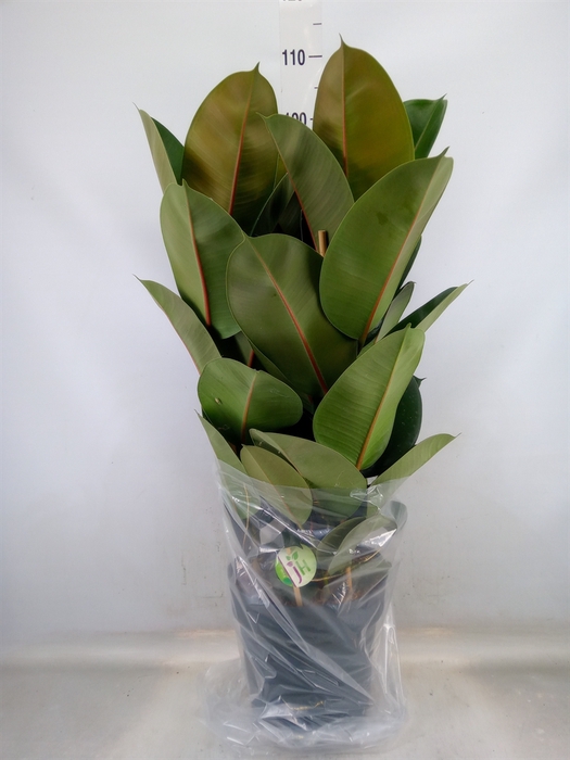 <h4>Ficus elastica 'Robusta'</h4>