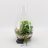 BACR-2406W Basic fundamentals terrarium