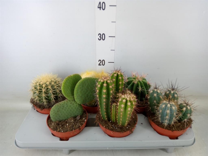 <h4>Cactus   ...mix</h4>