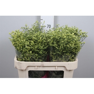 Lim Sin China Summer