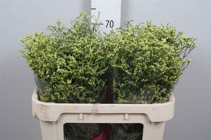 <h4>Lim Sin China Summer</h4>