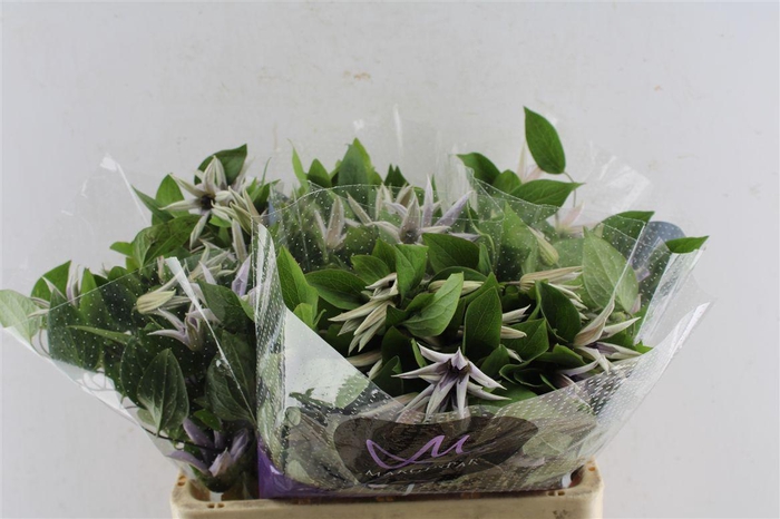 <h4>Clematis Amazing Miami Lila</h4>