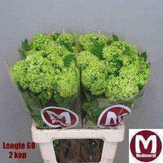 <h4>Viburnum roseum</h4>