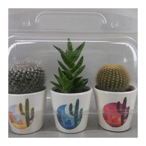 286 Trioblister rising sunpot cac 6,5 cm