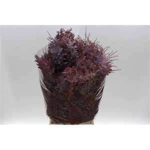 MIMOSA BALEANA RED ABSORBED