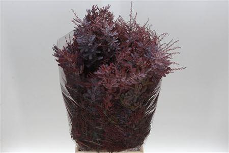 <h4>MIMOSA BALEANA RED ABSORBED</h4>