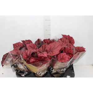BEGONIA BELEAF INCA FLAME P15 PO