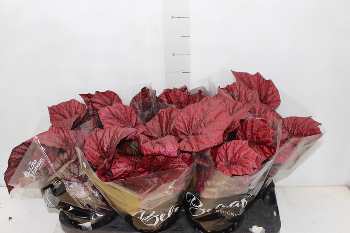 BEGONIA BELEAF INCA FLAME P15 PO