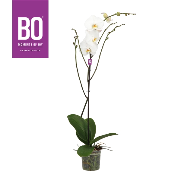 King P15 BO White 1 spike