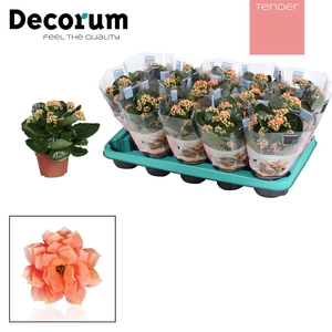 Kalanchoe Decorum TENDER - Serenity Salmon
