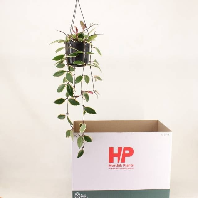 <h4>HOYA C FL FLAM DREAM</h4>