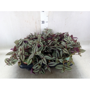 Arr.   Planten L%