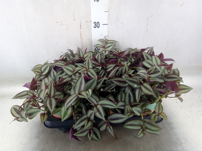 <h4>Arr.   Planten L%</h4>