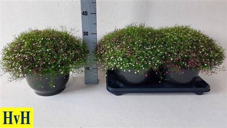 <h4>Gypsophila muralis gemengd in pot</h4>