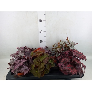 Begonia BD rex   ...mix