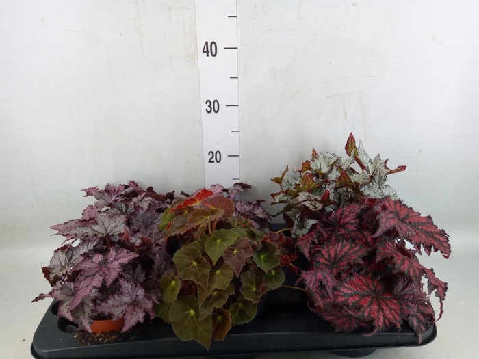 <h4>Begonia BD rex   ...mix</h4>
