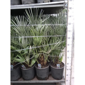 Chamaerops humilis