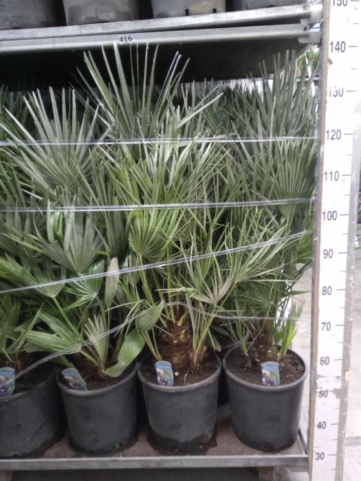 <h4>Chamaerops humilis</h4>