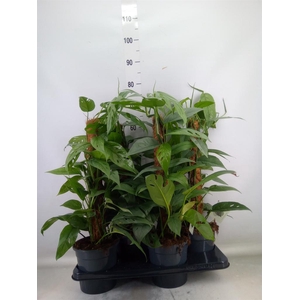 Epipremnum pinn. 'Cebu Blue'