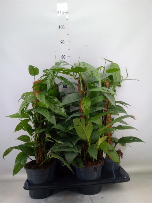 <h4>Epipremnum pinn. 'Cebu Blue'</h4>