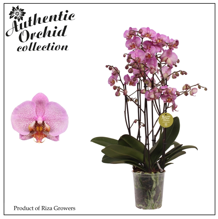 <h4>Phalaenopsis Marvellous Pink Special 40+ – 17cm | Authentic</h4>