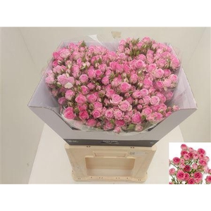 R Tr Kate-lynn Pink