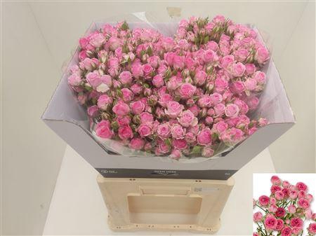 <h4>R Tr Kate-lynn Pink</h4>