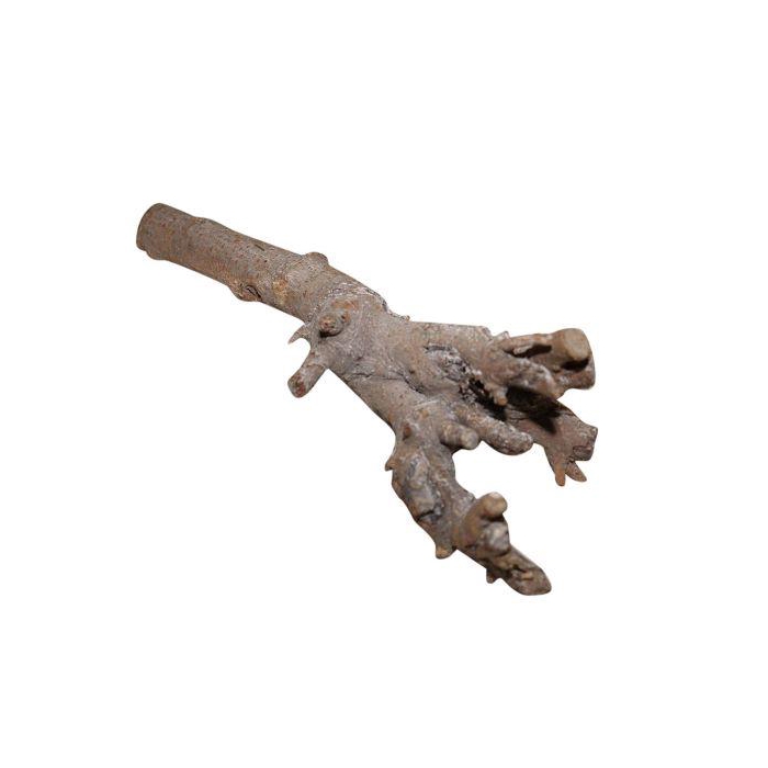 <h4>Branch Kuwa Root L25</h4>