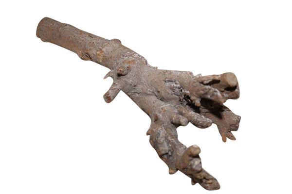 Branch Kuwa Root L25