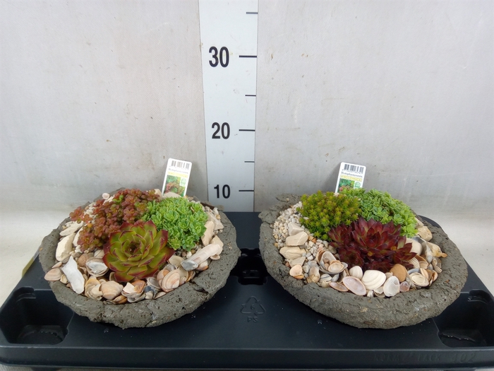 <h4>Arr.   Tuinplanten L%</h4>