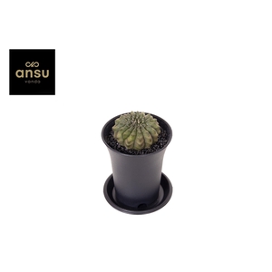 Gymno Spineless P7,5