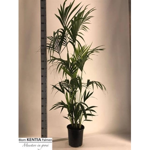 HOWEA FORSTERIANA P24 180CM