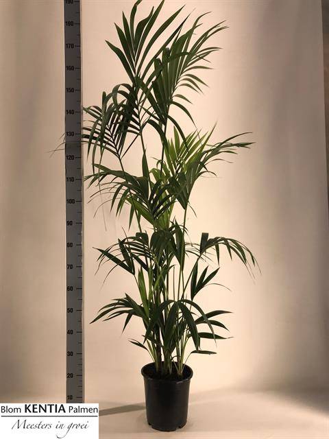 <h4>HOWEA FORSTERIANA P24 180CM</h4>