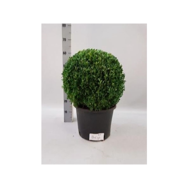 <h4>Buxu Sempervirens 37,5 Diam.</h4>