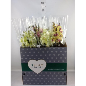 Phalaenopsis   ...yellow