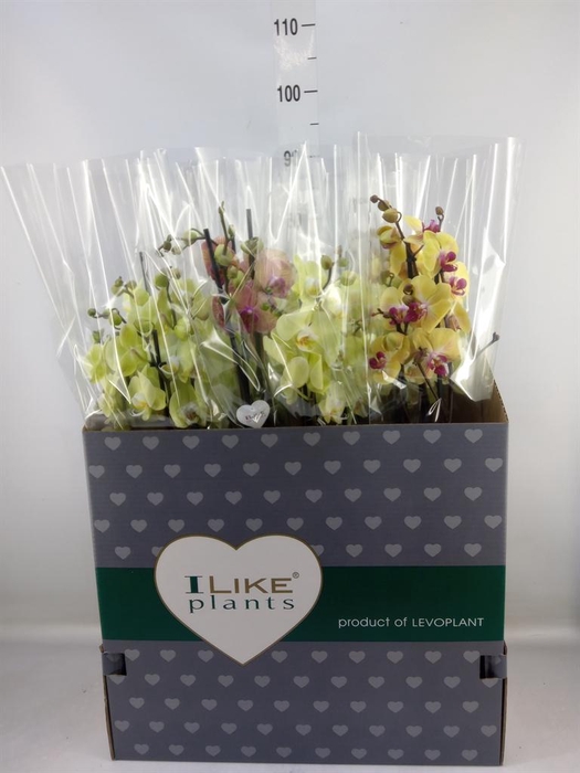 <h4>Phalaenopsis   ...yellow</h4>