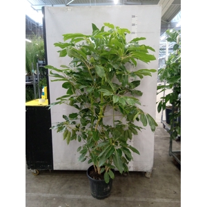 Schefflera actin. 'Amate'