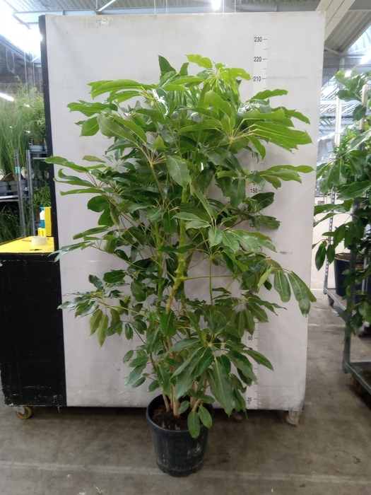 <h4>Schefflera actin. 'Amate'</h4>