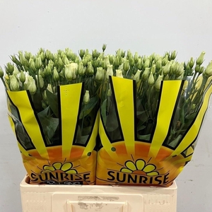 EUS G ALISSA CHAMPAG