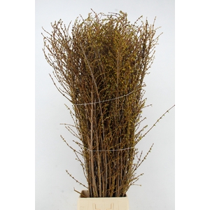 FORSY I SPECTABILIS 170CM XL