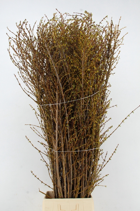 <h4>FORSY I SPECTABILIS 170CM XL</h4>