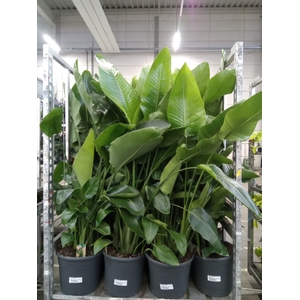 Strelitzia nicolai